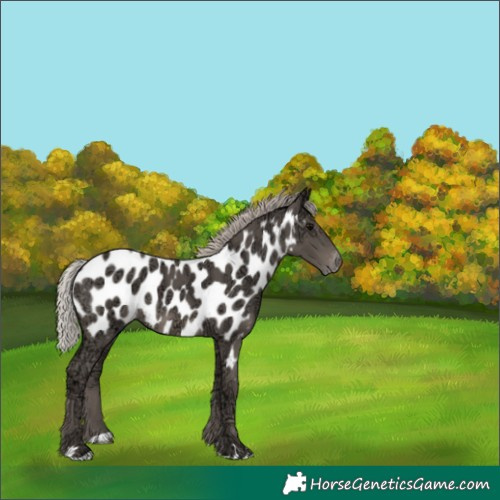 Horse Color:Silver Black Ice Appaloosa 