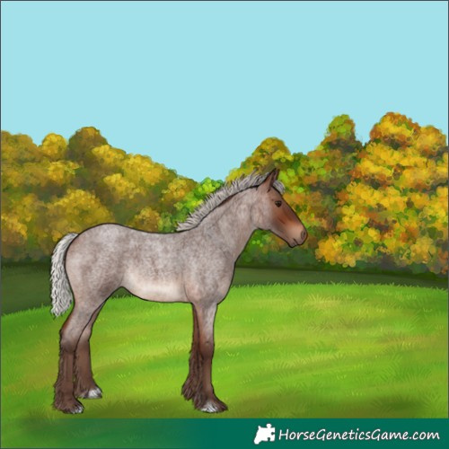 Horse Color:Silver Brown Roan Rabicano 