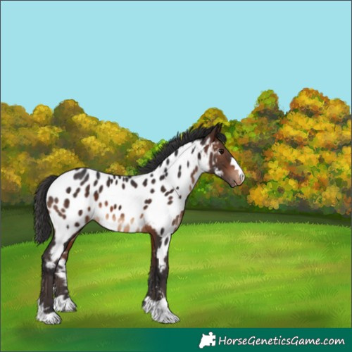 Horse Color:Brown Appaloosa 