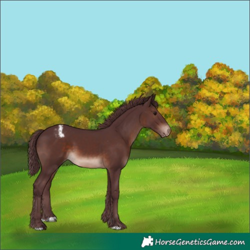Horse Color:Chocolate Brown Mushroom Appaloosa 