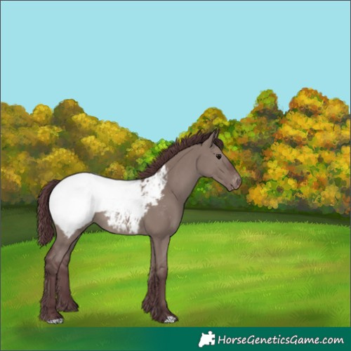 Horse Color:Chocolate Grullo Appaloosa 