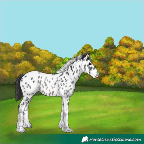 Horse Color:Platinum Black Tobiano Appaloosa 
