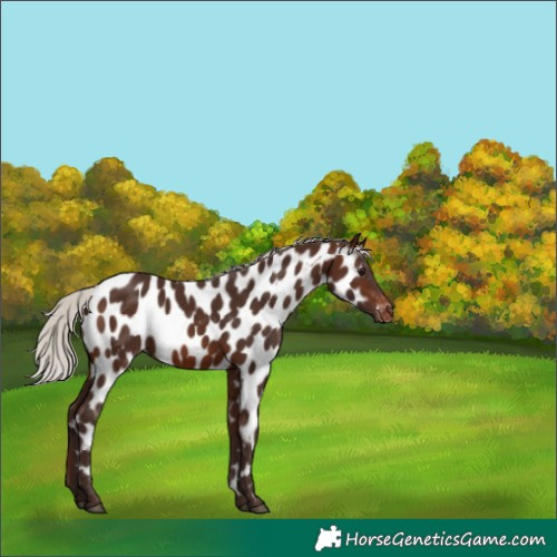 Horse Color:Silver Brown Appaloosa 