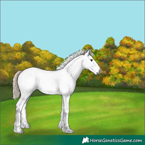 Horse Color:Gray White Spotted Chocolate Palomino Splash 
