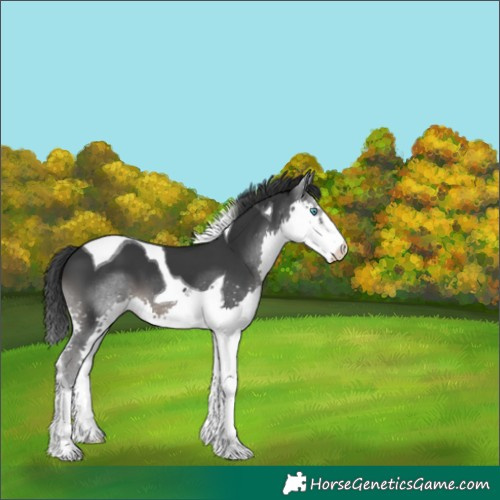 Horse Color:Black Splash Tobiano 