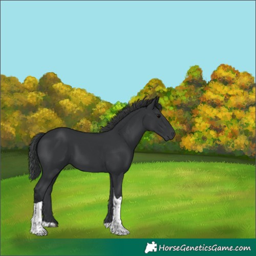 Horse Color:Black Tobiano 