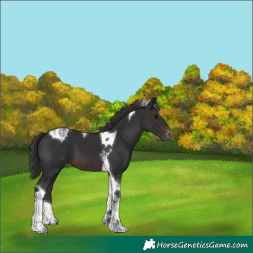 Horse Color:Brown Tobiano Varnish 