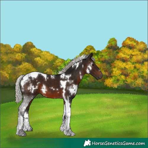 Horse Color:Gray White Spotted Silver Brown Tobiano 