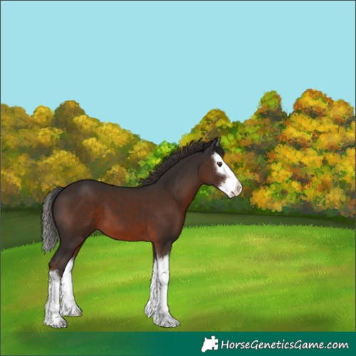 Horse Color:Liver Chestnut Splash 