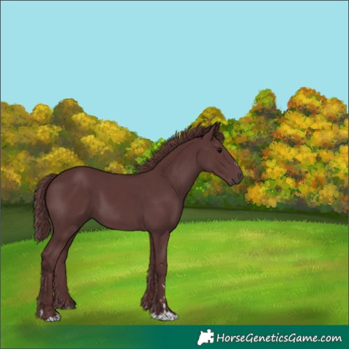 Horse Color:Chocolate Smoky Black 