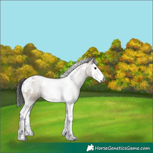 Horse Color:Gray Brown Dun Splash Tobiano Appaloosa 