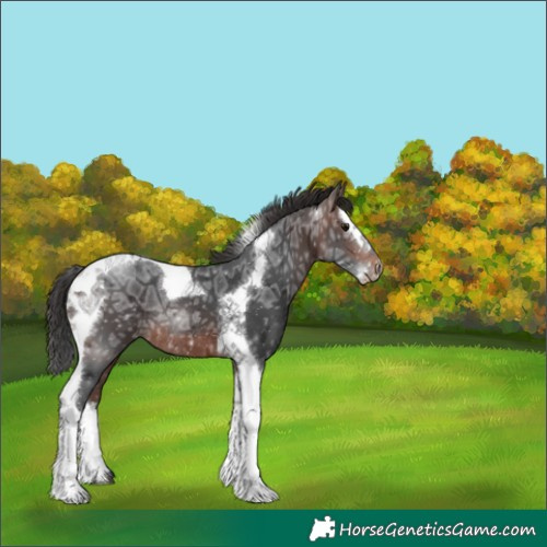 Horse Color:Brown Ice Splash Tobiano Rabicano 
