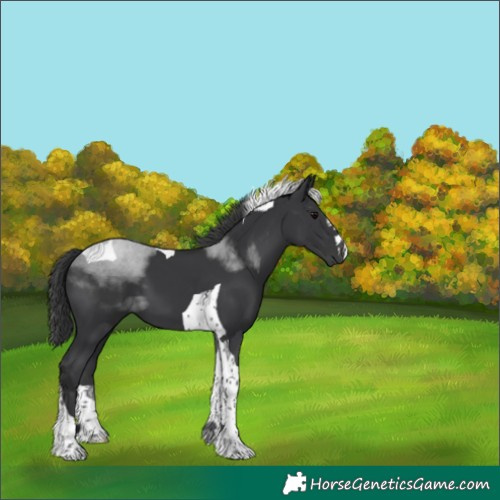 Horse Color:Black Tobiano 