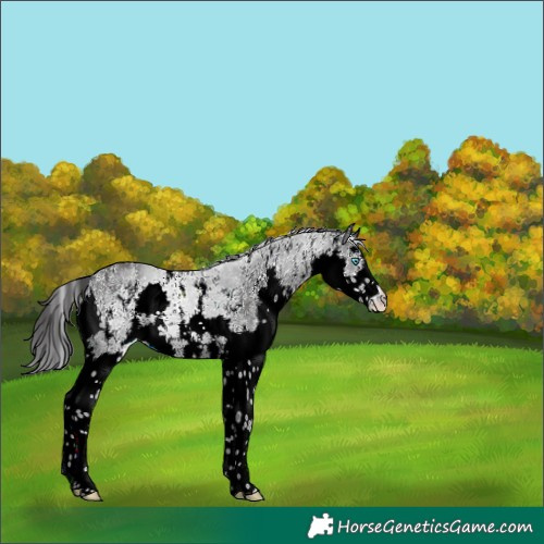 Horse Color:Black Sabino Splash 