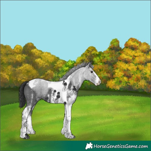 Horse Color:White Spotted Black Tobiano 