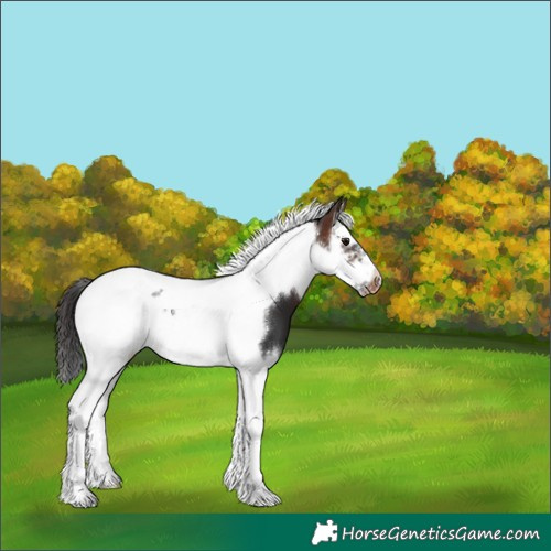 Horse Color:Bay Splash Tobiano Frame Appaloosa 