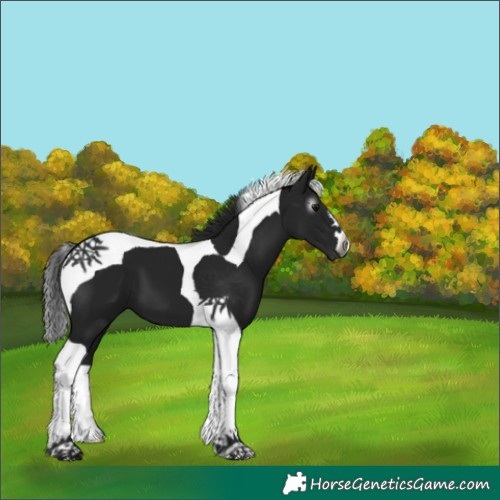 Horse Color:Gray Black Tobiano 