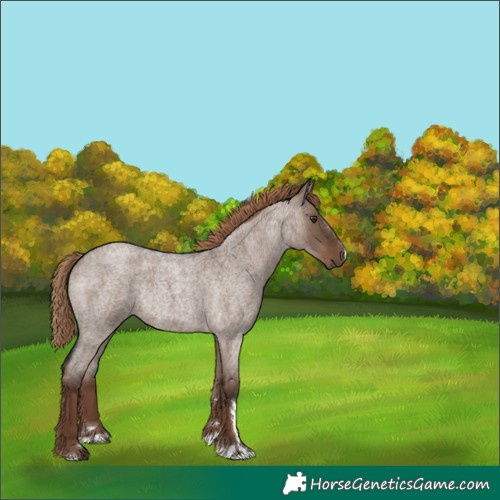Horse Color:Liver Red Dun Roan Rabicano 