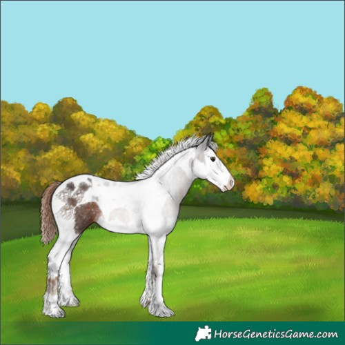Horse Color:Liver Chestnut Splash Tobiano Rabicano 