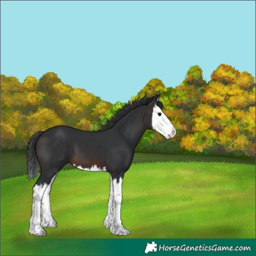 Horse Color:Brown Splash 