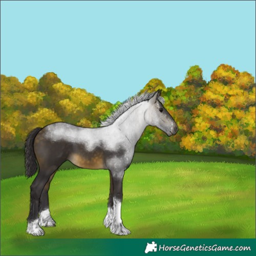 Horse Color:Buckskin Tobiano 