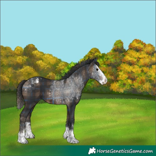 Horse Color:Plaid Brown Splash Appaloosa