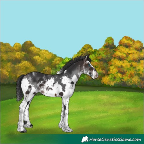 Horse Color:Brown Sabino Splash 