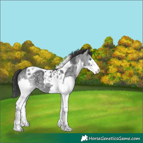 Horse Color:Black Ice Splash Tobiano 