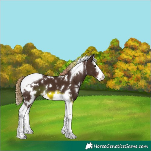 Horse Color:White Spotted Liver Chestnut Splash Tobiano 