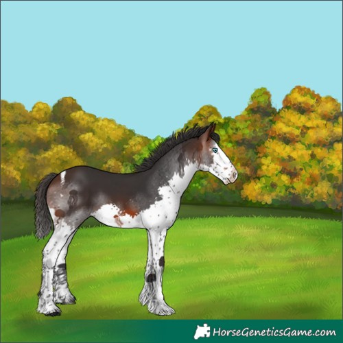 Horse Color:Brown Splash Tobiano 