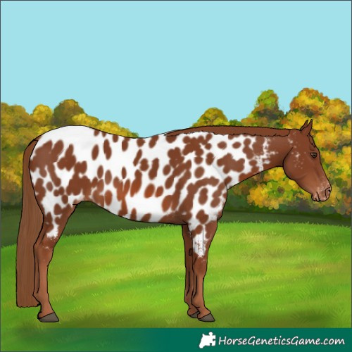 Horse Color:Chestnut Appaloosa 