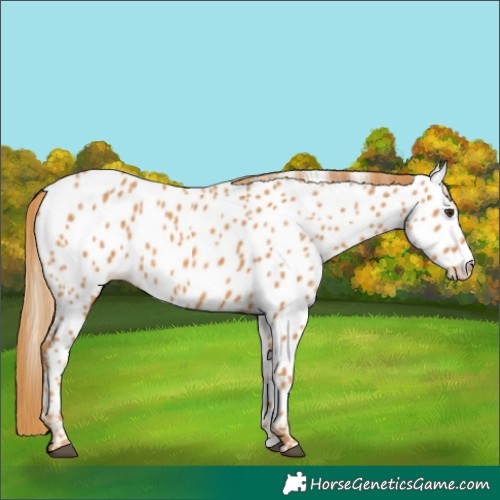 Horse Color:Chestnut Appaloosa 