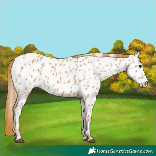 Horse Color:Chestnut Appaloosa 