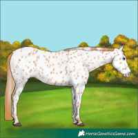 Horse Color:Chestnut Near Leopard 