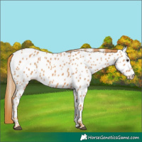 Horse Color:Chestnut Appaloosa 