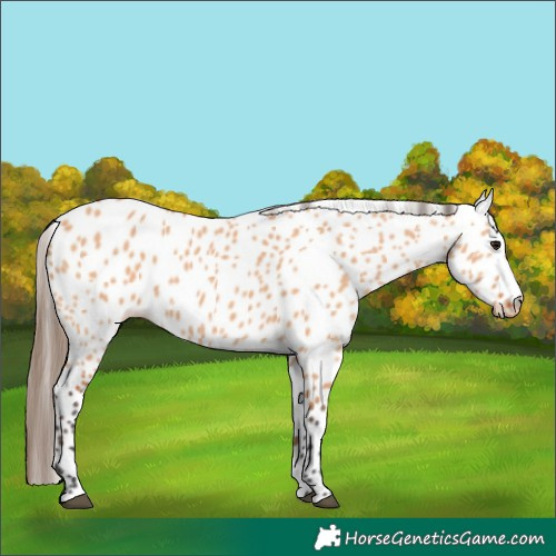 Horse Color:Bay Dun Appaloosa 