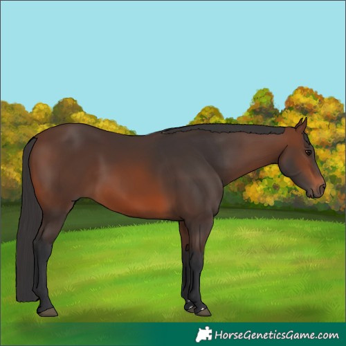 Horse Color:Brown 