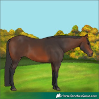 Horse Color:Brown 