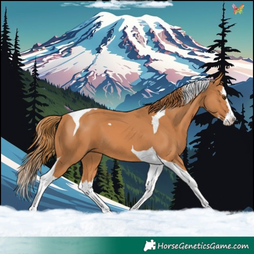 Horse Color:Chestnut Splash Tobiano