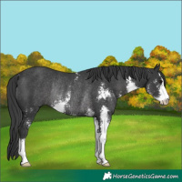 Horse Color:Black Sabino Rabicano 