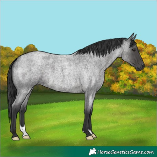 Horse Color:Blue Roan
