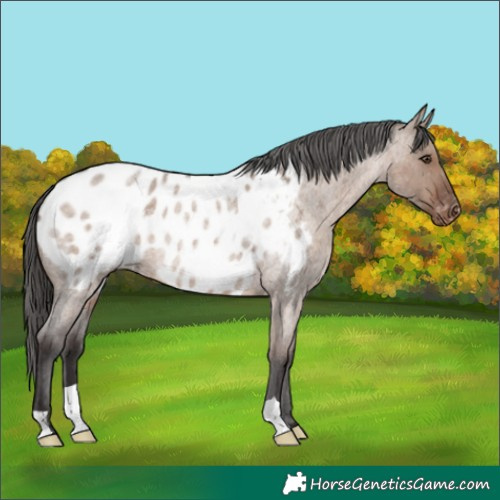 Horse Color:Liver Red Dun Roan Appaloosa Rabicano 