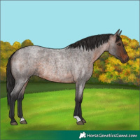 Horse Color:Brown Roan Rabicano