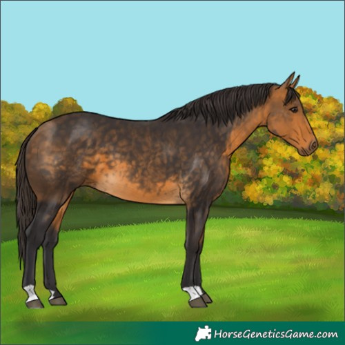 Horse Color:Buckskin