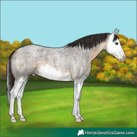 Horse Color:Buckskin Roan Splash 