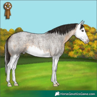 Horse Color:Buckskin Roan Splash 