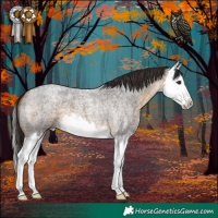Horse Color:Buckskin Roan Splash