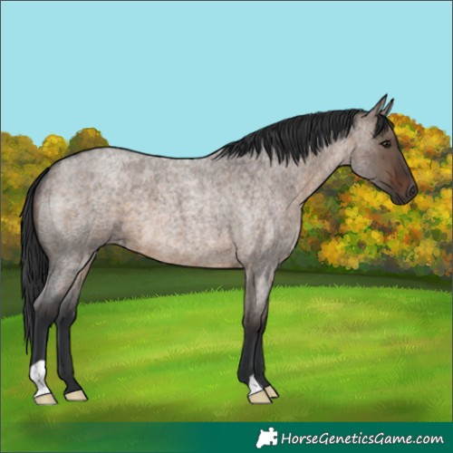 Horse Color:Brown Roan Dun