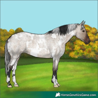 Horse Color:White Spotted Brown Roan Dun