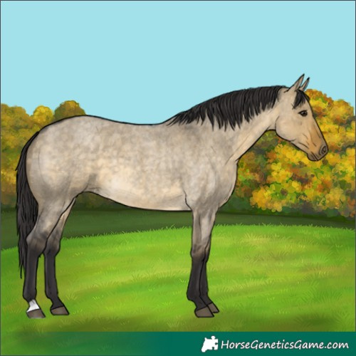 Horse Color:Buckskin Roan Dun 